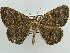  ( - BC ZSM Lep 59179)  @11 [ ] CreativeCommons - Attribution Non-Commercial Share-Alike (2011) Axel Hausmann/Bavarian State Collection of Zoology (ZSM) SNSB, Zoologische Staatssammlung Muenchen