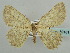  (Gnophos moletiCH01 - BC ZSM Lep 59181)  @11 [ ] CreativeCommons - Attribution Non-Commercial Share-Alike (2011) Axel Hausmann/Bavarian State Collection of Zoology (ZSM) SNSB, Zoologische Staatssammlung Muenchen
