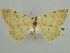  ( - BC ZSM Lep 59182)  @13 [ ] CreativeCommons - Attribution Non-Commercial Share-Alike (2011) Axel Hausmann/Bavarian State Collection of Zoology (ZSM) SNSB, Zoologische Staatssammlung Muenchen