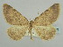  (Gnophos praestigiaria - BC ZSM Lep 59183)  @13 [ ] CreativeCommons - Attribution Non-Commercial Share-Alike (2011) Axel Hausmann/Bavarian State Collection of Zoology (ZSM) SNSB, Zoologische Staatssammlung Muenchen