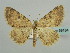  (Gnophos rubefactaria - BC ZSM Lep 59184)  @13 [ ] CreativeCommons - Attribution Non-Commercial Share-Alike (2011) Axel Hausmann/Bavarian State Collection of Zoology (ZSM) SNSB, Zoologische Staatssammlung Muenchen