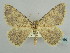  ( - BC ZSM Lep 59185)  @14 [ ] CreativeCommons - Attribution Non-Commercial Share-Alike (2011) Axel Hausmann/Bavarian State Collection of Zoology (ZSM) SNSB, Zoologische Staatssammlung Muenchen