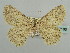  ( - BC ZSM Lep 59186)  @11 [ ] CreativeCommons - Attribution Non-Commercial Share-Alike (2011) Axel Hausmann/Bavarian State Collection of Zoology (ZSM) SNSB, Zoologische Staatssammlung Muenchen