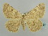  ( - BC ZSM Lep 59187)  @12 [ ] CreativeCommons - Attribution Non-Commercial Share-Alike (2011) Axel Hausmann/Bavarian State Collection of Zoology (ZSM) SNSB, Zoologische Staatssammlung Muenchen