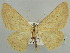  (Gnophos iveni - BC ZSM Lep 59188)  @11 [ ] CreativeCommons - Attribution Non-Commercial Share-Alike (2011) Axel Hausmann/Bavarian State Collection of Zoology (ZSM) SNSB, Zoologische Staatssammlung Muenchen