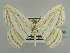  (Myrteta sericea - BC ZSM Lep 59195)  @11 [ ] CreativeCommons - Attribution Non-Commercial Share-Alike (2011) Axel Hausmann/Bavarian State Collection of Zoology (ZSM) SNSB, Zoologische Staatssammlung Muenchen