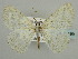  ( - BC ZSM Lep 59199)  @11 [ ] CreativeCommons - Attribution Non-Commercial Share-Alike (2011) Axel Hausmann/Bavarian State Collection of Zoology (ZSM) SNSB, Zoologische Staatssammlung Muenchen