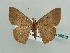  ( - BC ZSM Lep 59216)  @11 [ ] CreativeCommons - Attribution Non-Commercial Share-Alike (2011) Axel Hausmann/Bavarian State Collection of Zoology (ZSM) SNSB, Zoologische Staatssammlung Muenchen