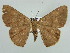  ( - BC ZSM Lep 59218)  @11 [ ] CreativeCommons - Attribution Non-Commercial Share-Alike (2011) Axel Hausmann/Bavarian State Collection of Zoology (ZSM) SNSB, Zoologische Staatssammlung Muenchen