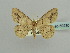 (Stegania arenaria - BC ZSM Lep 59230)  @13 [ ] CreativeCommons - Attribution Non-Commercial Share-Alike (2011) Axel Hausmann/Bavarian State Collection of Zoology (ZSM) SNSB, Zoologische Staatssammlung Muenchen