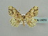  (Stegania altaica - BC ZSM Lep 59231)  @11 [ ] CreativeCommons - Attribution Non-Commercial Share-Alike (2011) Axel Hausmann/Bavarian State Collection of Zoology (ZSM) SNSB, Zoologische Staatssammlung Muenchen