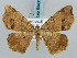  ( - BC ZSM Lep 59431)  @13 [ ] CreativeCommons - Attribution Non-Commercial Share-Alike (2011) Axel Hausmann/Bavarian State Collection of Zoology (ZSM) SNSB, Zoologische Staatssammlung Muenchen