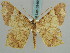  ( - BC ZSM Lep 59458)  @14 [ ] CreativeCommons - Attribution Non-Commercial Share-Alike (2011) Axel Hausmann/Bavarian State Collection of Zoology (ZSM) SNSB, Zoologische Staatssammlung Muenchen