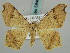 ( - BC ZSM Lep 59460)  @14 [ ] CreativeCommons - Attribution Non-Commercial Share-Alike (2011) Axel Hausmann/Bavarian State Collection of Zoology (ZSM) SNSB, Zoologische Staatssammlung Muenchen