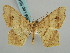  ( - BC ZSM Lep 59466)  @13 [ ] CreativeCommons - Attribution Non-Commercial Share-Alike (2011) Axel Hausmann/Bavarian State Collection of Zoology (ZSM) SNSB, Zoologische Staatssammlung Muenchen