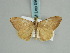  ( - BC ZSM Lep 59481)  @11 [ ] CreativeCommons - Attribution Non-Commercial Share-Alike (2011) Axel Hausmann/Bavarian State Collection of Zoology (ZSM) SNSB, Zoologische Staatssammlung Muenchen