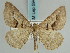  (Digrammia ladakhensis - BC ZSM Lep 59483)  @13 [ ] CreativeCommons - Attribution Non-Commercial Share-Alike (2011) Axel Hausmann/Bavarian State Collection of Zoology (ZSM) SNSB, Zoologische Staatssammlung Muenchen