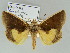  ( - BC ZSM Lep 39115)  @13 [ ] CreativeCommons - Attribution Non-Commercial Share-Alike (2011) Axel Hausmann/Bavarian State Collection of Zoology (ZSM) SNSB, Zoologische Staatssammlung Muenchen