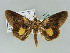  (Gonodonta fulvangula - BC ZSM Lep 39116)  @14 [ ] CreativeCommons - Attribution Non-Commercial Share-Alike (2011) Axel Hausmann/Bavarian State Collection of Zoology (ZSM) SNSB, Zoologische Staatssammlung Muenchen