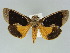  ( - BC ZSM Lep 39122)  @11 [ ] CreativeCommons - Attribution Non-Commercial Share-Alike (2011) Axel Hausmann/Bavarian State Collection of Zoology (ZSM) SNSB, Zoologische Staatssammlung Muenchen