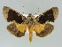  ( - BC ZSM Lep 39123)  @12 [ ] CreativeCommons - Attribution Non-Commercial Share-Alike (2011) Axel Hausmann/Bavarian State Collection of Zoology (ZSM) SNSB, Zoologische Staatssammlung Muenchen