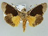  ( - BC ZSM Lep 39124)  @11 [ ] CreativeCommons - Attribution Non-Commercial Share-Alike (2011) Axel Hausmann/Bavarian State Collection of Zoology (ZSM) SNSB, Zoologische Staatssammlung Muenchen