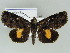  ( - BC ZSM Lep 39125)  @14 [ ] CreativeCommons - Attribution Non-Commercial Share-Alike (2011) Axel Hausmann/Bavarian State Collection of Zoology (ZSM) SNSB, Zoologische Staatssammlung Muenchen