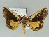  ( - BC ZSM Lep 39127)  @11 [ ] CreativeCommons - Attribution Non-Commercial Share-Alike (2011) Axel Hausmann/Bavarian State Collection of Zoology (ZSM) SNSB, Zoologische Staatssammlung Muenchen