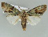  (Stauropides GB01 - BC ZSM Lep 39137)  @14 [ ] CreativeCommons - Attribution Non-Commercial Share-Alike (2011) Axel Hausmann/Bavarian State Collection of Zoology (ZSM) SNSB, Zoologische Staatssammlung Muenchen