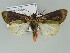  ( - BC ZSM Lep 39146)  @12 [ ] CreativeCommons - Attribution Non-Commercial Share-Alike (2011) Axel Hausmann/Bavarian State Collection of Zoology (ZSM) SNSB, Zoologische Staatssammlung Muenchen