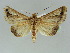  ( - BC ZSM Lep 39148)  @14 [ ] CreativeCommons - Attribution Non-Commercial Share-Alike (2011) Axel Hausmann/Bavarian State Collection of Zoology (ZSM) SNSB, Zoologische Staatssammlung Muenchen