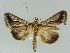  ( - BC ZSM Lep 39149)  @14 [ ] CreativeCommons - Attribution Non-Commercial Share-Alike (2011) Axel Hausmann/Bavarian State Collection of Zoology (ZSM) SNSB, Zoologische Staatssammlung Muenchen