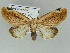  ( - BC ZSM Lep 39151)  @14 [ ] CreativeCommons - Attribution Non-Commercial Share-Alike (2011) Axel Hausmann/Bavarian State Collection of Zoology (ZSM) SNSB, Zoologische Staatssammlung Muenchen