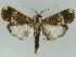  (Acanthodica splendens - BC ZSM Lep 39153)  @15 [ ] CreativeCommons - Attribution Non-Commercial Share-Alike (2011) Axel Hausmann/Bavarian State Collection of Zoology (ZSM) SNSB, Zoologische Staatssammlung Muenchen