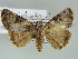  (Coenipeta bibitra - BC ZSM Lep 39157)  @12 [ ] CreativeCommons - Attribution Non-Commercial Share-Alike (2011) Axel Hausmann/Bavarian State Collection of Zoology (ZSM) SNSB, Zoologische Staatssammlung Muenchen