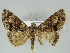  (Coenipeta bibitraGB01 - BC ZSM Lep 39158)  @12 [ ] CreativeCommons - Attribution Non-Commercial Share-Alike (2011) Axel Hausmann/Bavarian State Collection of Zoology (ZSM) SNSB, Zoologische Staatssammlung Muenchen