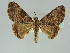  (Coenipeta bibitraGB02 - BC ZSM Lep 39159)  @11 [ ] CreativeCommons - Attribution Non-Commercial Share-Alike (2011) Axel Hausmann/Bavarian State Collection of Zoology (ZSM) SNSB, Zoologische Staatssammlung Muenchen