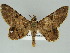  (Coenipeta zenobina - BC ZSM Lep 39162)  @15 [ ] CreativeCommons - Attribution Non-Commercial Share-Alike (2011) Axel Hausmann/Bavarian State Collection of Zoology (ZSM) SNSB, Zoologische Staatssammlung Muenchen
