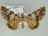  (Coenipeta lobuligera - BC ZSM Lep 39163)  @14 [ ] CreativeCommons - Attribution Non-Commercial Share-Alike (2011) Axel Hausmann/Bavarian State Collection of Zoology (ZSM) SNSB, Zoologische Staatssammlung Muenchen