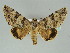  ( - BC ZSM Lep 39164)  @13 [ ] CreativeCommons - Attribution Non-Commercial Share-Alike (2011) Axel Hausmann/Bavarian State Collection of Zoology (ZSM) SNSB, Zoologische Staatssammlung Muenchen