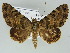  ( - BC ZSM Lep 39165)  @15 [ ] CreativeCommons - Attribution Non-Commercial Share-Alike (2011) Axel Hausmann/Bavarian State Collection of Zoology (ZSM) SNSB, Zoologische Staatssammlung Muenchen