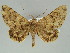  ( - BC ZSM Lep 39166)  @14 [ ] CreativeCommons - Attribution Non-Commercial Share-Alike (2011) Axel Hausmann/Bavarian State Collection of Zoology (ZSM) SNSB, Zoologische Staatssammlung Muenchen