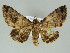  ( - BC ZSM Lep 39167)  @14 [ ] CreativeCommons - Attribution Non-Commercial Share-Alike (2011) Axel Hausmann/Bavarian State Collection of Zoology (ZSM) SNSB, Zoologische Staatssammlung Muenchen