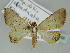  ( - BC ZSM Lep 39168)  @13 [ ] CreativeCommons - Attribution Non-Commercial Share-Alike (2011) Axel Hausmann/Bavarian State Collection of Zoology (ZSM) SNSB, Zoologische Staatssammlung Muenchen