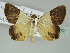  ( - BC ZSM Lep 39172)  @14 [ ] CreativeCommons - Attribution Non-Commercial Share-Alike (2011) Axel Hausmann/Bavarian State Collection of Zoology (ZSM) SNSB, Zoologische Staatssammlung Muenchen