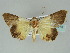  ( - BC ZSM Lep 39173)  @13 [ ] CreativeCommons - Attribution Non-Commercial Share-Alike (2011) Axel Hausmann/Bavarian State Collection of Zoology (ZSM) SNSB, Zoologische Staatssammlung Muenchen
