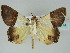  ( - BC ZSM Lep 39174)  @11 [ ] CreativeCommons - Attribution Non-Commercial Share-Alike (2011) Axel Hausmann/Bavarian State Collection of Zoology (ZSM) SNSB, Zoologische Staatssammlung Muenchen