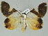  ( - BC ZSM Lep 39176)  @14 [ ] CreativeCommons - Attribution Non-Commercial Share-Alike (2011) Axel Hausmann/Bavarian State Collection of Zoology (ZSM) SNSB, Zoologische Staatssammlung Muenchen