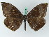  ( - BC ZSM Lep 45000)  @13 [ ] CreativeCommons - Attribution Non-Commercial Share-Alike (2011) Axel Hausmann/Bavarian State Collection of Zoology (ZSM) SNSB, Zoologische Staatssammlung Muenchen