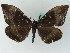  ( - BC ZSM Lep 45002)  @13 [ ] CreativeCommons - Attribution Non-Commercial Share-Alike (2011) Axel Hausmann/Bavarian State Collection of Zoology (ZSM) SNSB, Zoologische Staatssammlung Muenchen